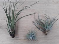 3 stuks! Kamerplant Tillandsia - Warentuin natuurlijk