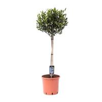 Olea Olijf - Ø22cm - ↕100cm Olea Olijf - Ø22cm - ↕100cm