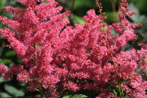 Spirea