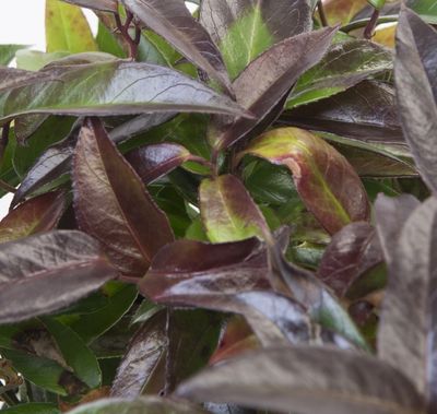 Leucothoe