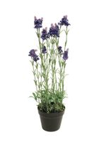 Lavender plant w/pot purple 65cm