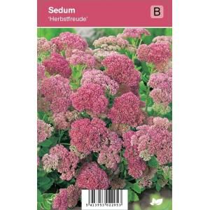 Hemelsleutel (sedum "Herbstfreude") najaarsbloeier - 12 stuks
