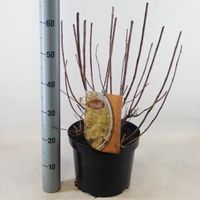Hydrangea Paniculata "Candlelight"® pluimhortensia - thumbnail