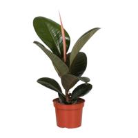 Ficus Elastica Robusta - Ø12cm - ↕35cm Ficus Elastica Robusta - Ø12cm - ↕35cm