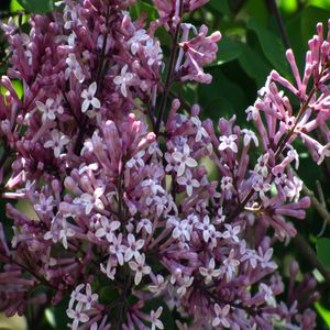 Syringa meyeri 'Palibin' 30 - 40 cm