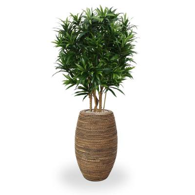 Draceana Reflexa kunstplant 150cm - groen