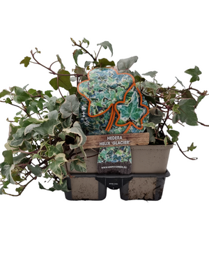 Hedera Helix 'Glacier' - klimop 6 pack