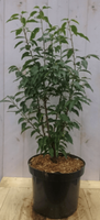 Prunus Angustifolia 80 cm - Warentuin Natuurlijk