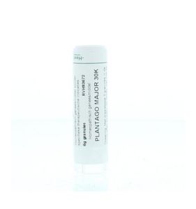 Plantago major 30K