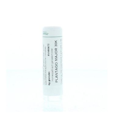 Plantago major 30K