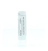 Plantago major 30K