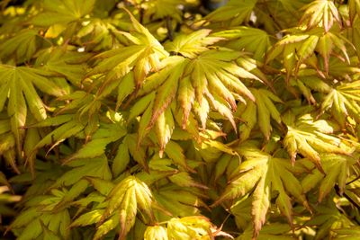 Japanse esdoorn op stam