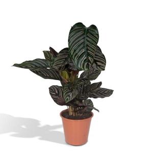 Calathea Ornata - Ø14cm - ↕50cm - Ø19 - ↨75cm