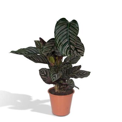 Calathea Ornata - Ø14cm - ↕50cm - Ø19 - ↨75cm