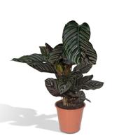 Calathea Ornata - Ø14cm - ↕50cm - Ø19 - ↨75cm