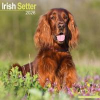 Ierse Setter Kalender 2026