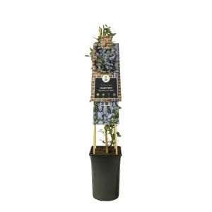 Amerikaanse Sering (Ceanothus thyrsiflorus var. repens) klimplant