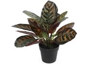 Calathea groen - Countryfield Calathea groen - Countryfield