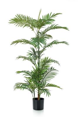 Phoenix palm 120 cm/26 lvs - Emerald
