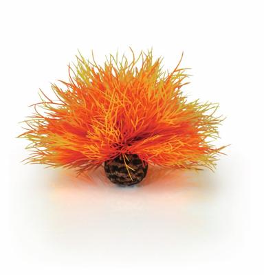 Aquarium zeelelie vuur - Biorb
