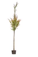 Katsura boom Cercidiphyllum japonicum h 350 cm st. omtrek 12 cm - Warentuin Natuurlijk
