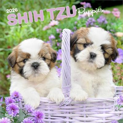 Shih Tzu Puppies Kalender 2026
