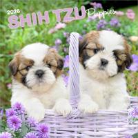 Shih Tzu Puppies Kalender 2026