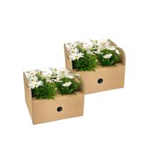 Osteospermum ecklonis Weiß Ø12 cm - ↕20 cm Osteospermum ecklonis Weiß Ø12 cm - ↕20 cm