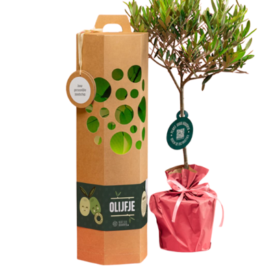 Olijfboompje bestellen - Geef een Boompje
