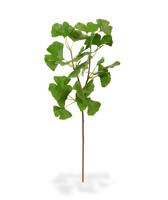 Ginkgo kunstbladtak deluxe 50