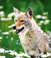 Coyote (prairiewolf) Coyote (prairiewolf)