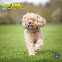 Cavapoo Kalender 2026