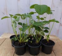 Zes stuks! Aardbei-plantjes Fragaria Warentuin Natuurlijk - Warentuin natuurlijk