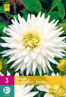 Bloembollen Dahlia Wit Cactus 3st