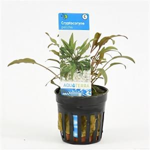 Cryptocoryne petchii - 6 stuks - aquarium plant