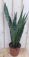 Kamerplant Vrouwentong Sansevieria donkergroen 50 cm - Warentuin natuurlijk