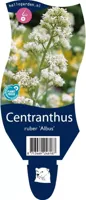 Centranthus ruber &apos;Albus&apos; (Witte valeriaan, Spoorbloem) - thumbnail