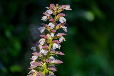 Stekelige Berenklauw