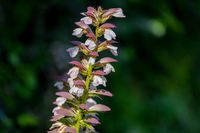 Stekelige Berenklauw