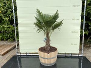 Palmboom - Trachycarpus fortunei in wijnvat