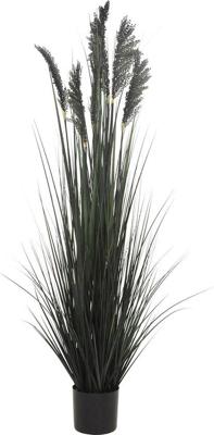 Siergras in pot 152 cm zwart - Hortus