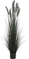 Siergras in pot 152 cm zwart - Hortus
