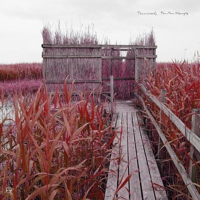 Tan-Tan Therapy - CD (0880918818627) Tan-Tan Therapy - CD (0880918818627)