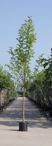 Beverboom Magnolia kobus h 450 cm st. omtrek 16 cm - Warentuin Natuurlijk