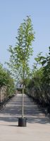 Beverboom Magnolia kobus h 450 cm st. omtrek 16 cm - Warentuin Natuurlijk