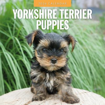 Yorkshire Terrier Puppies Kalender 2026 Yorkshire Terrier Puppies Kalender 2026