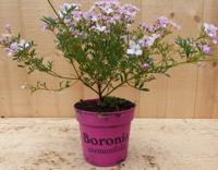 Boronia plant Warentuin Natuurlijk - Warentuin natuurlijk
