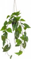 Philodendron scandens hang. in pot 80 cm kunstbloem zijde nepbloem - Emerald