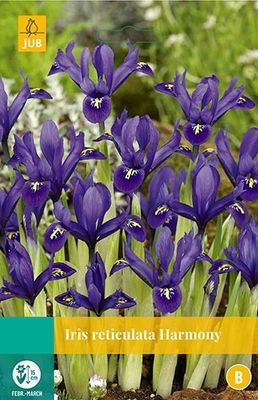 Iris Harmony 12 bollen - Jub