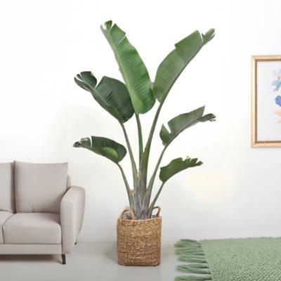plantje.nl Paradijsvogelplant, Groen, Grote bladeren, Scheuren, Regelmatig voeding nodig, Geschikt voor lente tot herfst, Veel indirect zonlicht of